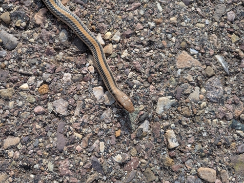 Big Bend Patch-nosed Snake