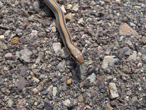 Big Bend Patch-nosed Snake