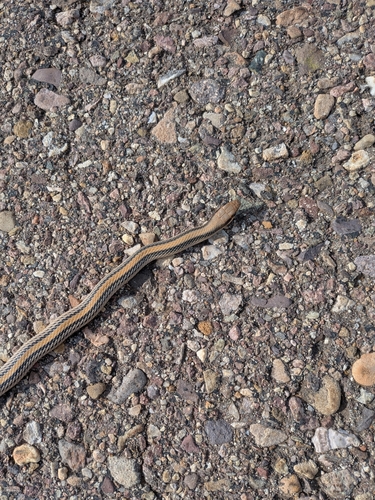 Big Bend Patch-nosed Snake