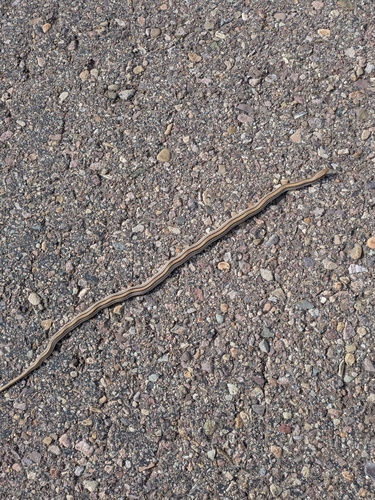 Big Bend Patch-nosed Snake