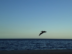 Pelecanus occidentalis