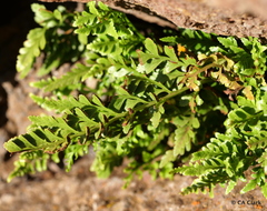 Asplenium adiantum-nigrum