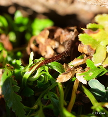 Asplenium adiantum-nigrum
