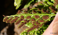 Asplenium adiantum-nigrum