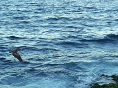 Pelecanus occidentalis