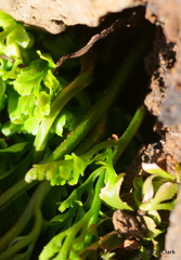 Asplenium adiantum-nigrum