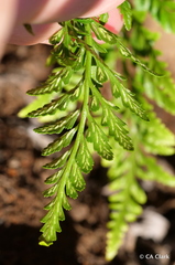 Asplenium adiantum-nigrum