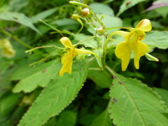 Impatiens racemosa