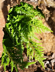 Asplenium adiantum-nigrum