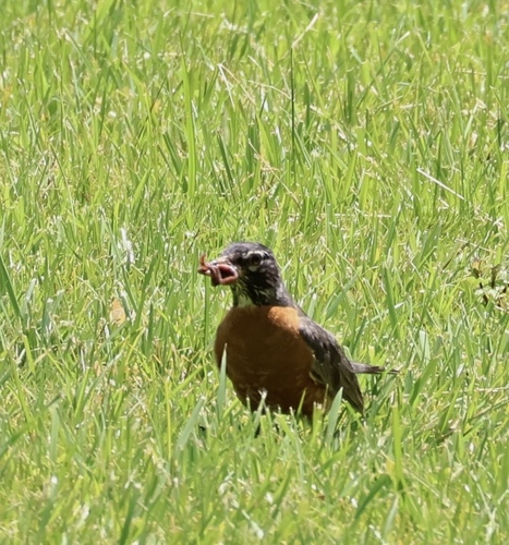 American Robin