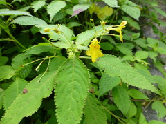 Impatiens racemosa