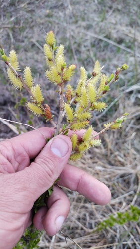 Korean willow (Salix pierotii)