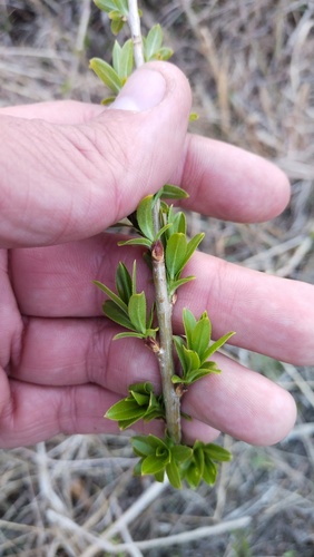 Salix pierotii, photograph 5