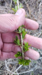 (c) Andrew Bazdyrev, some rights reserved (CC BY) Salix pierotii, photograph (c) Andrew Bazdyrev, some rights reserved (CC BY)