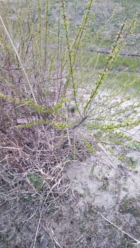 Salix pierotii, photograph 6