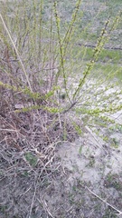 Salix pierotii, photograph (c) Andrew Bazdyrev, some rights reserved (CC BY)