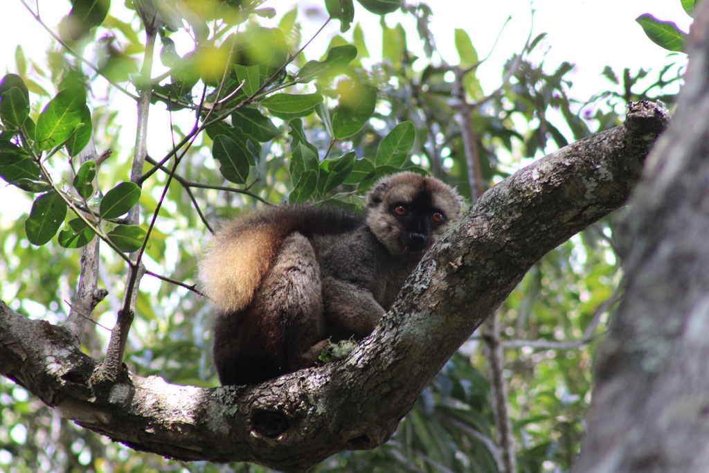 Red-fronted Brown Lemur