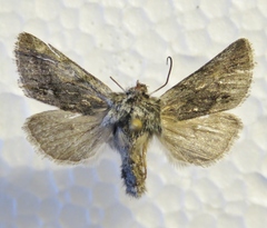 Pleromelloida bonuscula