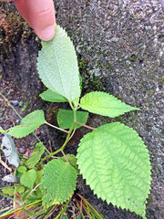 Boehmeria nivea