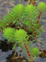 Myriophyllum rubricaule, photograph (c) purperlibel, some rights reserved (CC BY-SA)