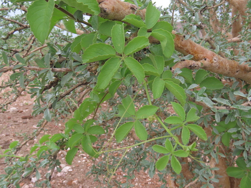 Cyphostemma ruacanense