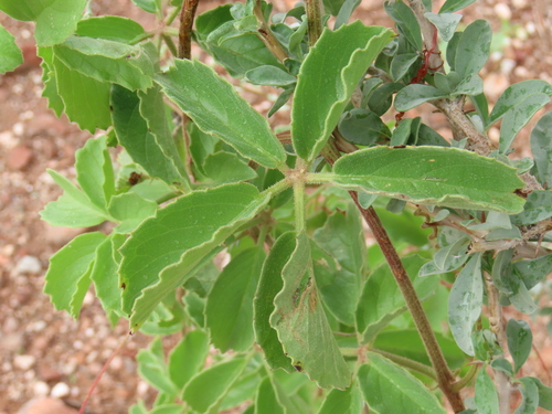 Cyphostemma ruacanense