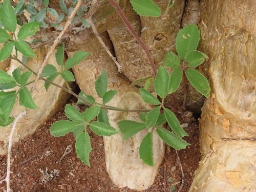 Cyphostemma ruacanense