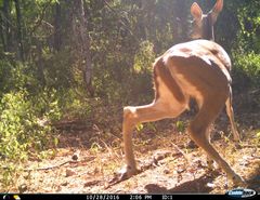 Odocoileus virginianus sinaloae