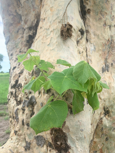 Sterculia setigera