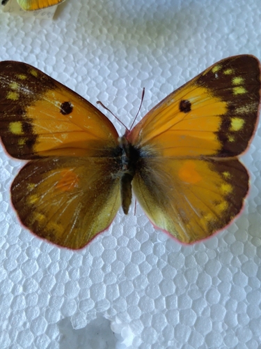 Dark Clouded Yellow