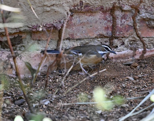 Bearded Scrub Robin (Tychaedon quadrivirgata), photo 5