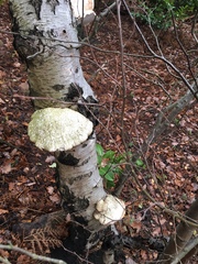 Fomitopsis betulina