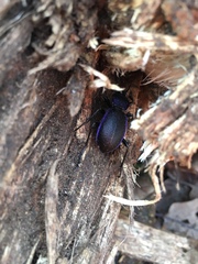 Carabus problematicus