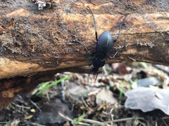 Carabus problematicus