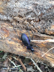 Carabus problematicus