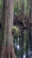 Tillandsia variabilis
