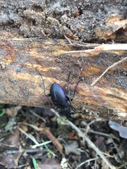 Carabus problematicus