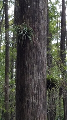 Tillandsia variabilis