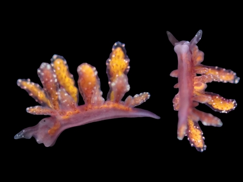 Crimson Hermaea