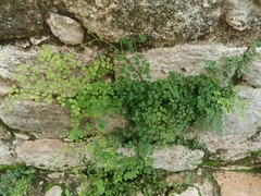 Adiantum tricholepis