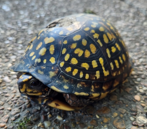 Eastern Box Turtle