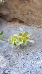 Saxifraga presolanensis