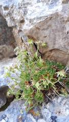 Saxifraga presolanensis
