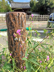 Desmodium paniculatum