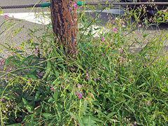 Desmodium paniculatum