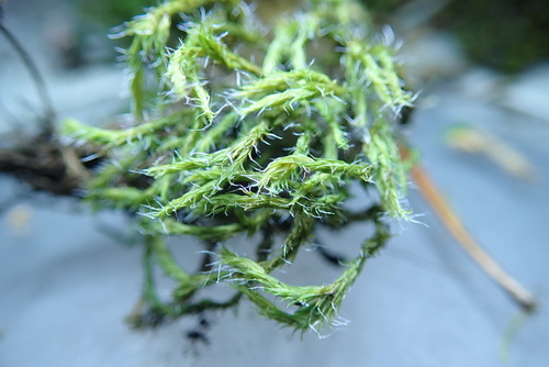 Image of Racomitrium lawtonae by no rights reserved