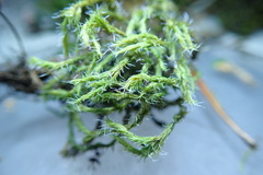 Racomitrium lawtonae