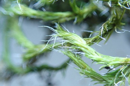 Image of Racomitrium lawtonae by no rights reserved
