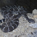 Speckled Rattlesnake - Photo (c) Osiel Flores, some rights reserved (CC BY-NC), uploaded by Osiel Flores