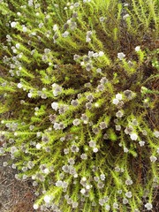 Metalasia pulchella